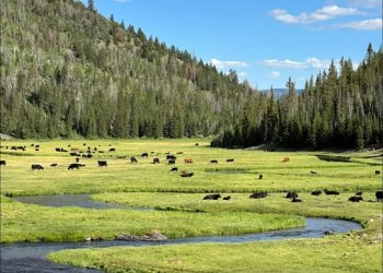 Cattle grazing on a range allotment on the Fishlake National Forest