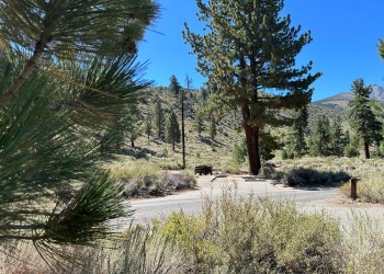 Crags Campground, Bridgeport Ranger District