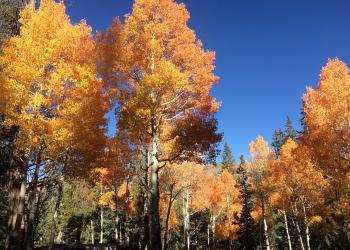 Fall colors in the High Schells Wilderness near Ely, NV