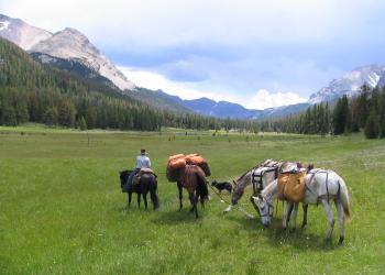 Horseback rider with pack mules in the grasslands