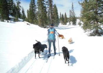 Lady cross crountry skiing in the forest with 5 dogs