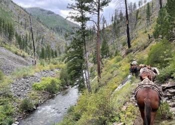 A pack string of mules and horses walks along a trail in the wilderness along a creek.