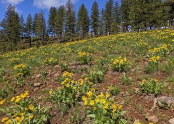 Yellow flowers grow on an open hillside.