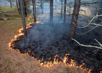 A fire burns with low flames in the forest, leaving a trail of black on the ground.