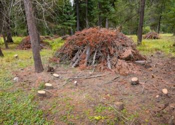 A pile of brush is stacked as part of a thinning project.