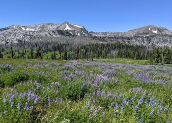 A scenic mountainous area with purple wildflowers in the foreground.