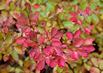 A red and pink huckleberry bush in the fall after a rain storm.