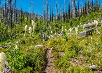 A mountain bike on a dirt trail surrounded by dead trees and wildflowers.