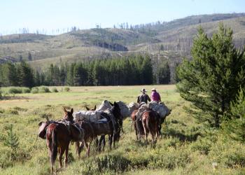 A pack string of mules is lead through a meadow in the mountainous wilderness.
