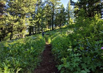 A dirt trail meanders through a green, dense forest.