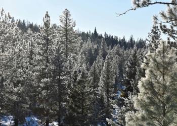 Evergreen trees sparkle with ice in the sunshine.