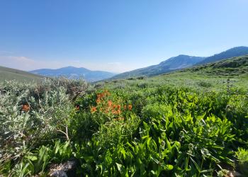 Lush green vegetaion and blooming wildflowers give way to an alpine meadow. In the distance, mountain peaks stretch into the clear, blue sky.