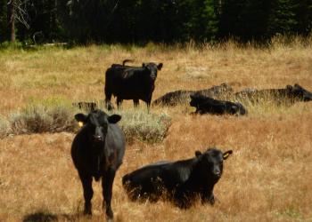 Three calves range in a rocky meadow. Two are standing, and one is laying in the grass. A line of conifer trees provides shade in the backround.