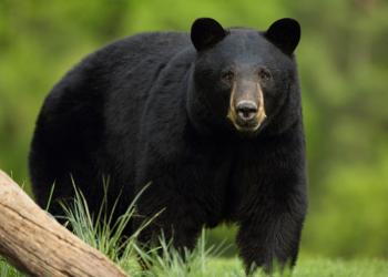 A black bear looks right at the photographer. Blurred in the background, is a forested area. A downed trees leans in a tall patch of grass in front of the bear.