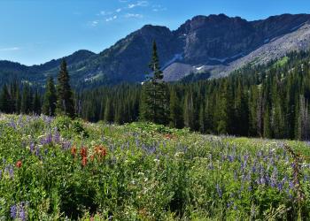 wildflowers in bloom with trees and mountains in the background