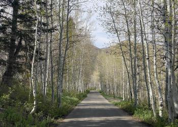 Narrow road lined with trees. 