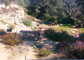 A wooden picnic site with a charcoal grill surrounded by trees and bushes.