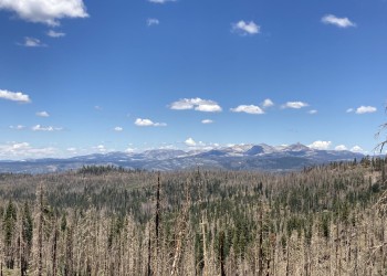 mountains in the background with live and dead conifers