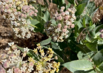 Small flowers sit amid larger green leaves on the ground