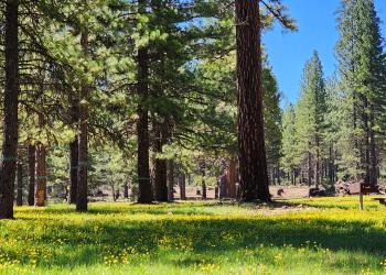 Picnic area in the forest, covered in yellow wildflowers and grass with tall pine trees and bright blue skies.