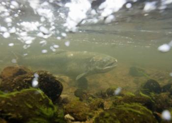 Underwater picture of Chinook Salmon in a stream. Rocks and algae at bottom of stream