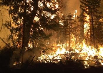 Flames in trees at night on the Camp Fire 2018