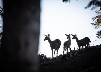 Blacktail deer near Anthony Peak Mendocino National Forest