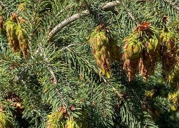 Douglas fir cones hanging in bunches from branches