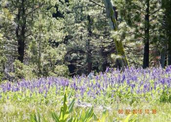 Wildflowers of the Modoc National Forest 