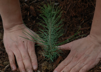 Plant A Tree