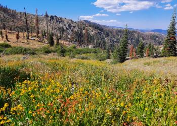 Red and yellow wildflowers and green grasses are in the foreground while wooded hills under blue skies and thin white clouds are seen in the background.