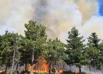 A firefighter observes the fire behavior in a timber stand as the fire moves up from the ground into the canopy of the trees.