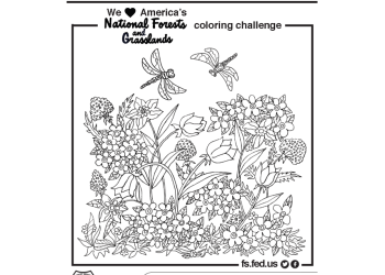 National Forests and Grasslands coloring challenge of wildflowers and dragonflies