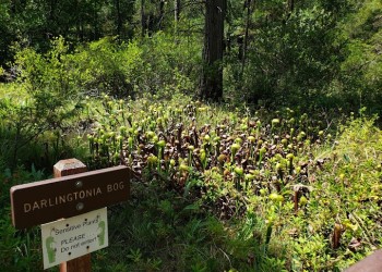 darlingtonia