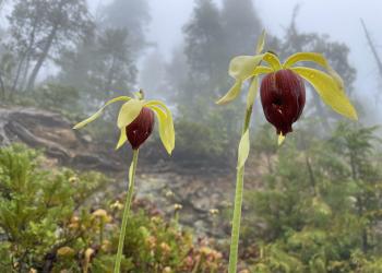 tall flowers seem to hang from the sky on a foggy day in the forest
