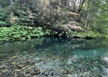 A cclear, blue creek flows through a forested landscape. The water looks fresh. 