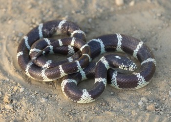 A snake coiled up on the ground