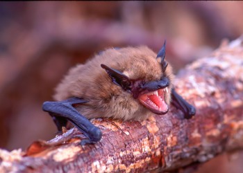 A bat resting on a log. It appears to be screaming. 