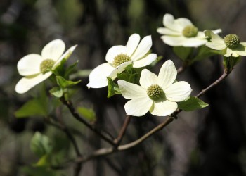 A tree branch with white flowers as big as dinner plates.