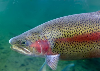 A closeup of a fish underwater. 