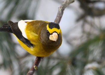 A bird sits on a branch and practically looks into the camera.