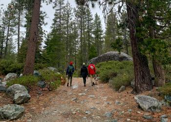 People walking dogs in the forest.