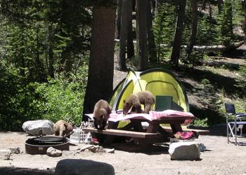 Three bears in a campsite. 