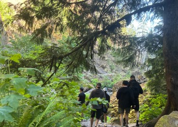 Group of hikers with backs to camera walking on a forest trail with a tree on the right and ferns and other foliage on the left. 