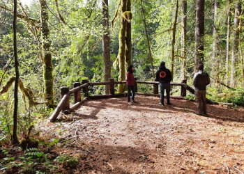 People stand at an overlook looking out into some trees.