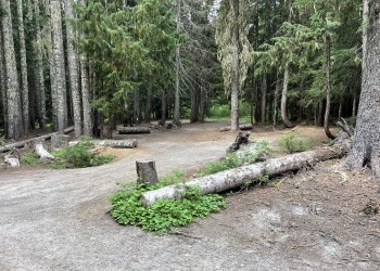 A photo of a campsite area in the trees with no amenities.