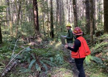 Silviculturists review health of a forested stand. Wearing hard hats and vests in a dense forested area.