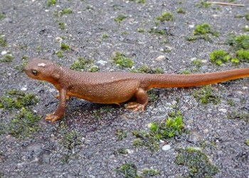 A red newt close-up stands on a wet paved route.