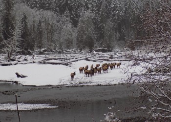 A group of elk in snow near a river.