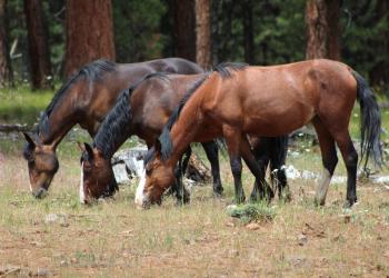 Three wild horses grazing in a forest.